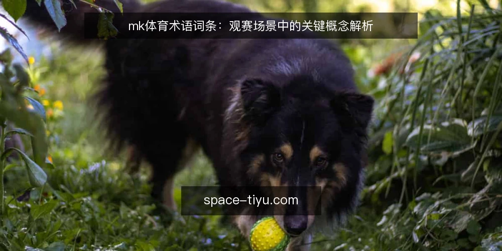 mk体育术语词条:观赛场景中的关键概念解析 — 场景设定:从一场比赛开始 配图